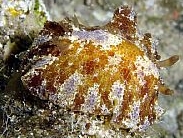 Photo: B.& S.Koretz;See larger specimen